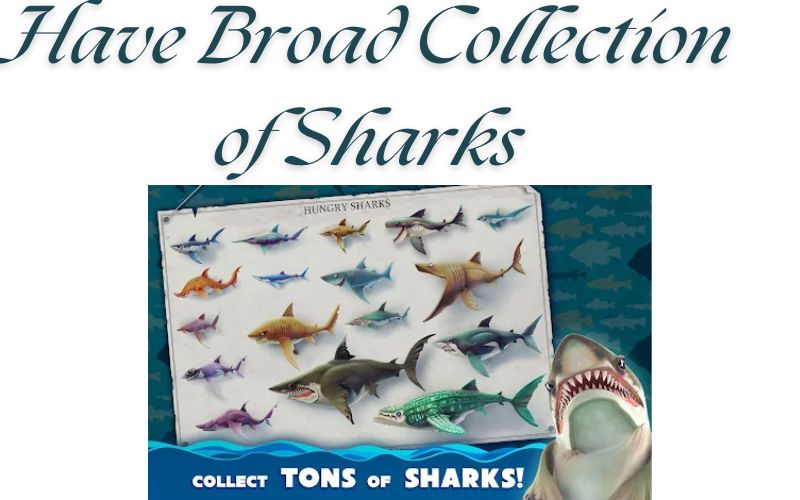 Have broad collection of sharks